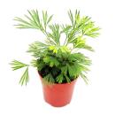 Set with 3 mini ferns (Asplenium, Actiniopteris, Hemionitis)