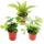 Set with 3 mini ferns (Asplenium, Actiniopteris, Hemionitis)