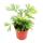 Set with 3 mini ferns (Asplenium, Actiniopteris, Hemionitis)