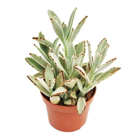 Kalanchoe tomentosa