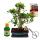 Ficus retusa - approx. 12-15 years Gift set with fertilizer, scissors, care brochure