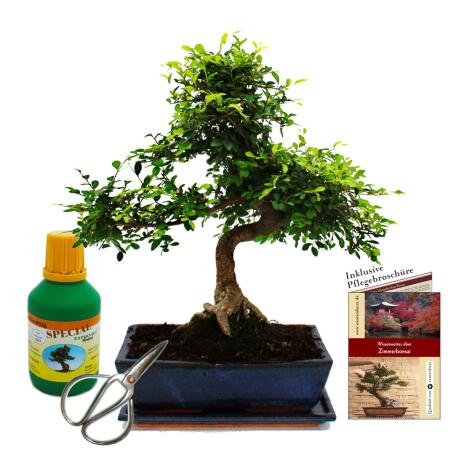 Ulmus parviflora - approx. 12-15 years Gift set with fertilizer, scissors, care brochure