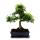 Bonsai - Ulmus parviflora - ca. 12-15 Jahre - 30cm Schale - Geschenkset mit Dünger und Schere