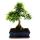 Ulmus parviflora - approx. 12-15 years Gift set with fertilizer, scissors, care brochure