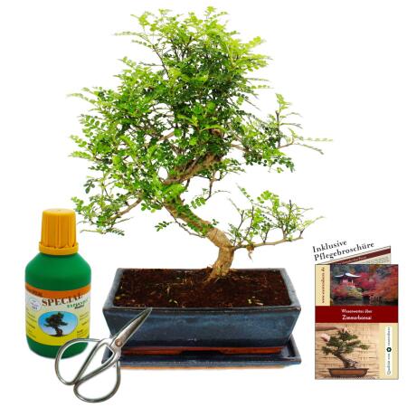 Bonsai - Zanthoxylum piperitum - ca. 12-15 Jahre - 30cm Schale - Geschenkset mit Dünger und Schere