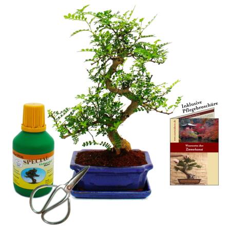 Bonsaï - Zanthoxylum piperitum - environ 8 ans - coffret cadeau avec engrais et ciseaux