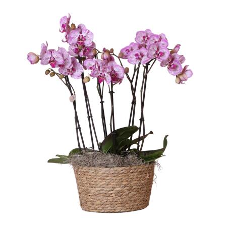 Kolibri Orchids Ensemble complet dorchidées dans un panier en roseau trois orchidées Melody dans un panier en osier avec système darrosage - Diamètre 30 cm