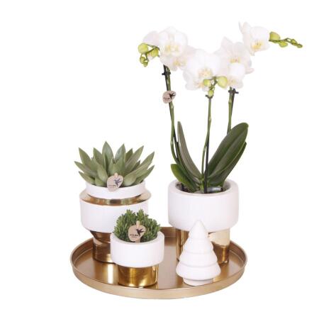 Complete Plant Set Luxury Gold Green plant set with white Phalaenopsis orchid and succulents, including golden ceramic decorative pots