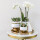 Complete Plant Set Luxury Gold Green plant set with white Phalaenopsis orchid and succulents, including golden ceramic decorative pots