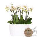 Hummingbird Orchids white plant set in honey bowl...