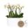 Hummingbird Orchids white plant set in honey bowl including water reservoir three white Amabilis orchids 9cm and three green plants