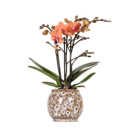 Kolibri Orchids - Orchidée Phalaenopsis Orange - Mineral Bolzano + Pot Safari - Taille du pot 9cm - Plante dintérieur fleurie - fraîche du producteur