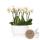 Kolibri Orchids white plant set in white Diabolo bowl including water reservoir