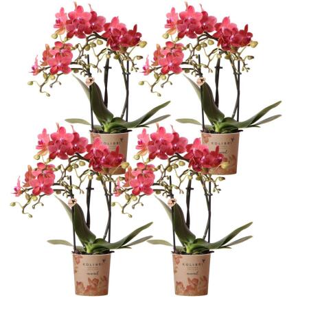 Kolibri Orchids COMBI DEAL of 4 red Phalaenopsis Orchids - Kongo - Pot size 9cm blooming houseplant - fresh from the grower