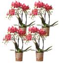 Kolibri Orchids COMBI DEAL von 4 roten Phalaenopsis Orchideen - Kongo - Topfgröße 9cm blühende Zimmerpflanze - frisch vom Züchter