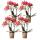 Kolibri Orchids COMBI DEAL de 4 orchidées Phalaenopsis rouges - Kongo - Taille du pot 9cm plante dintérieur en fleurs - fraîche du producteur