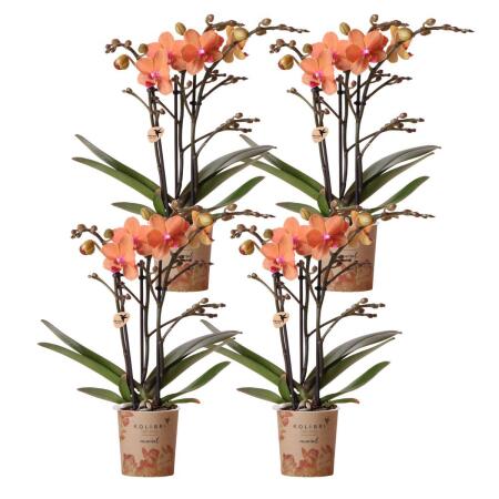 Kolibri Orchids COMBI DEAL de 4 orchidées Phalaenopsis orange - Bozen - Taille du pot 9 cm plante dintérieur en fleurs - fraîche du producteur