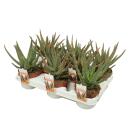 Aloe zebrina Danyz - Aloe with orange-red edges - 10,5cm pot - succulent houseplant