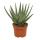 Aloe zebrina Danyz - Aloe with orange-red edges - 10,5cm pot - succulent houseplant