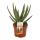 Aloe zebrina Danyz - Aloe with orange-red edges - 10,5cm pot - succulent houseplant