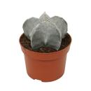 Astrophytum myriostigma - Bishops mitre - 12cm pot -...