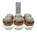 Astrophytum myriostigma - Bischofsmütze - 12cm Topf - Kaktus - Zimmerpflanze