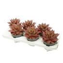 Rotes Rosetten-Dickblatt - Echeveria agavoides "Antaris" - pflegeleichte Sukkulente - 12cm Topf