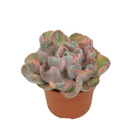 Echeveria "Cleopatra" - rareté - Succulente facile dentretien - pot 10,5cm