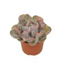 Variegated rosette - Echeveria "Cleopatra" - rarity - Easy care succulent - 10,5cm pot