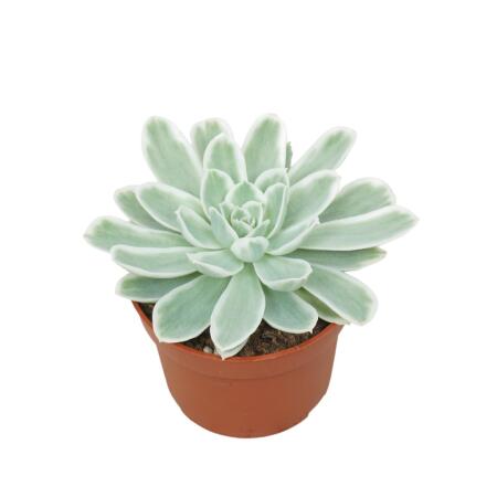 Blue and white rosette thickleaf - Echeveria "Lemon Lime" - rarity - easy care succulent - 10,5cm pot