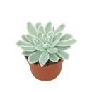 Blau-Weisses Rosetten-Dickblatt - Echeveria "Lemon Lime" - RARITÄT - Pflegeleichte Sukkulente - 10,5cm Topf