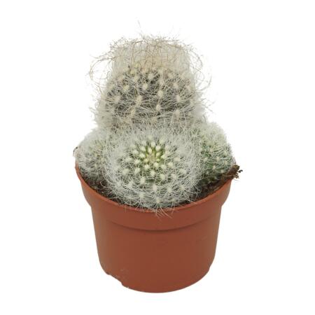 Cactus vieil homme - Neoporteria nidus senilis - Cactus à entretien facile - Pot de 10,5cm