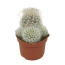 Cactus vieil homme - Neoporteria nidus senilis - Cactus...