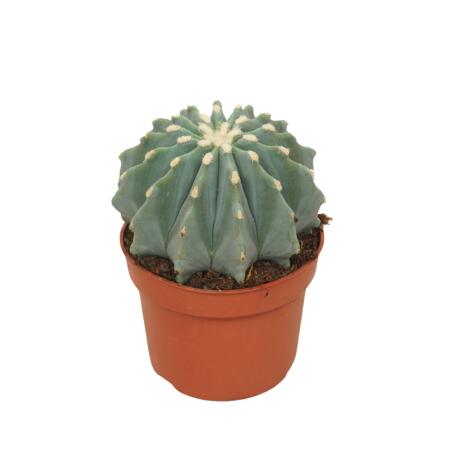 Spikeless Devils Tongue - Ferocactus glaucescens inermis - Easy care cactus - 10,5cm pot