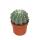 Spikeless Devils Tongue - Ferocactus glaucescens inermis - Easy care cactus - 10,5cm pot