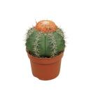 Melon cactus with cap - Melocactus matanzanus with...