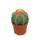 Melon cactus with cap - Melocactus matanzanus with cephalium - 10,5cm pot