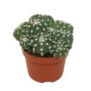 Cactus paysan - Echinopsis multiplex - Cactus dentretien...