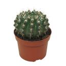 Kaktus - Notocactus submammulosus - Parodia -...