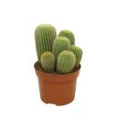 Goldenes Fass - Notocactus leninghausii - Parodia -...