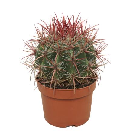 Cactus langue du diable rouge - Ferocactus stainesii - Plante dintérieur facile à entretenir - pot de 12cm