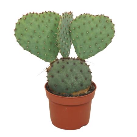 Cactus à oreilles bleues - Opuntia azurea - Plante dintérieur facile à entretenir - pot de 12cm