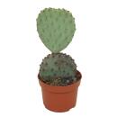 Cactus à oreilles bleues - Opuntia azurea - Plante dintérieur facile à entretenir - pot de 12cm