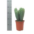 Stahlblauer Heidelbeerkaktus - Myrtillocactus geometrizans - Säulenkaktus - 17cm Topf