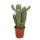 Columnar Cactus - Xique-Xique - Pilosocereus gounellei - Easy care solitary plant- 17cm pot