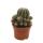 Farmers cactus - Echinopsis cv. haku-jo maru - 10.5cm pot - easy-care houseplant