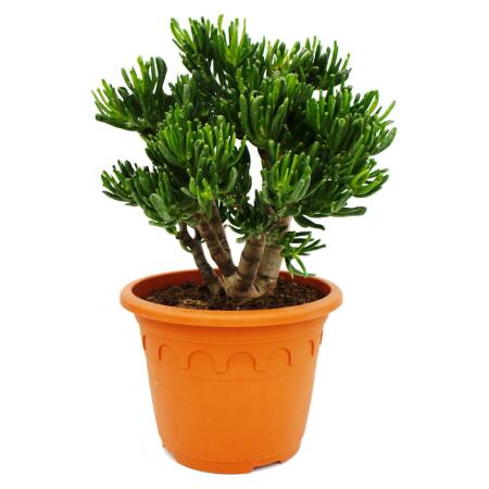 Crassula "Horntree" - Solitary plant with thick trunk - 26cm pot