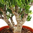 Feuille épaisse - Crassula "Horntree" -...