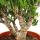 Crassula "Horntree" - Solitary plant with thick trunk - 26cm pot