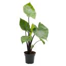 Alocasia "Black Cobra" - Black Cobra - Elephant...